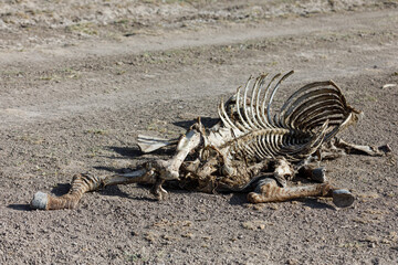 Fototapeta na wymiar remains of animals felled by the drought