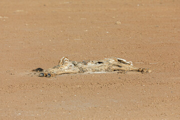 remains of animals felled by the drought
