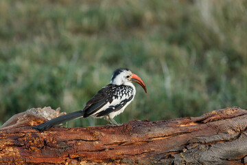 red-billed hornbill sitting on a log