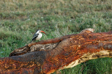 red-billed hornbill sitting on a log