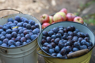 plums in a bucket. fresh harvest
