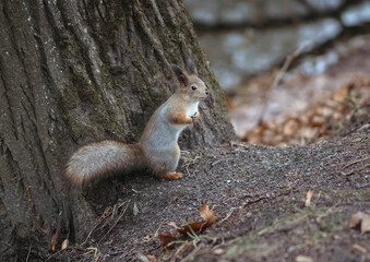 Cute squirrel under a tree in the park