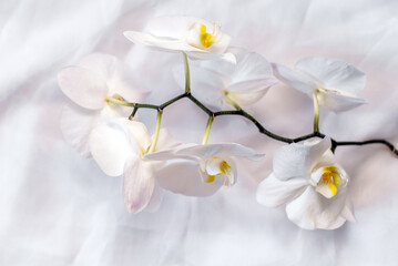 Obraz premium The branch of white orchids on white fabric background 