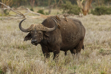 Obraz premium Cape buffalo grazing on the savannah