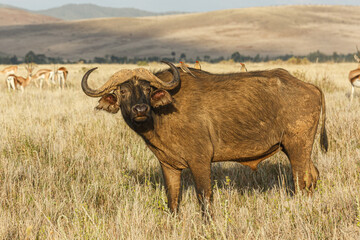 Cape buffalo grazing on the savannah