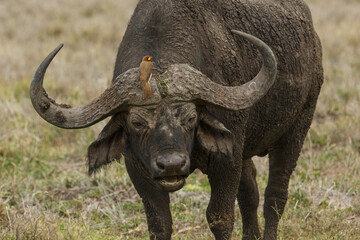 Cape buffalo grazing on the savanah