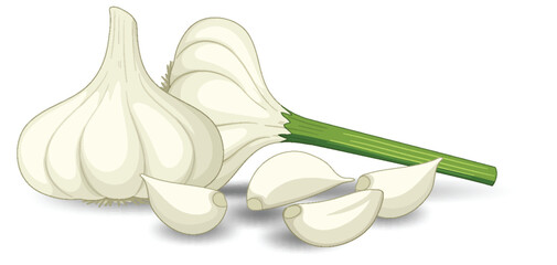 Garlic heads with clove on white background