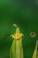 yellow spider on a flower
