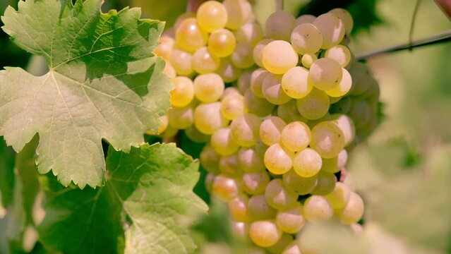 closeup of grapes in vineyard