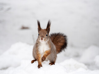 Portrait of a squirrel in the snow. Wild Animals