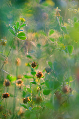 flowers in the meadow in summer
