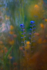 flowers in the forest
