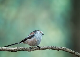 Long-tailed tit
Aegithalos caudatus
