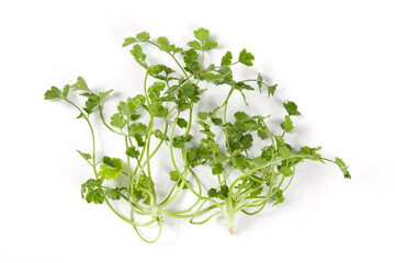 Fresh  coriander or Chinese parsley isolated on white background.