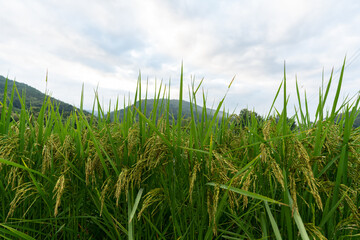 Obraz premium close-up photo of rice fields that is still green Not yet ready to harvest. On the tops of green rice leaves with morning dew.