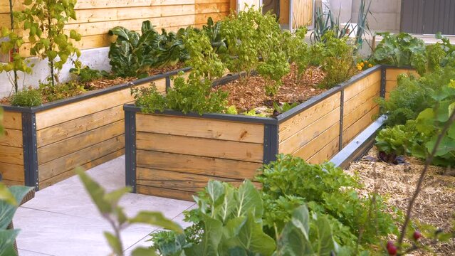 Nicely arranged permaculture raised bed garden with thriving veggies and herbs. Modern raised-bed gardening for production and growth of healthy organic vegetables and aromatic spices in the backyard