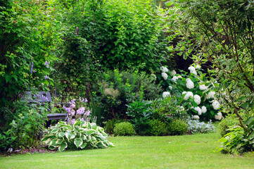 Natural private cottage summer garden in Europe. Hostas, white hydrangeas, and various shrubs blooming. Country life.