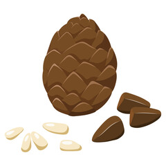 Peeled and white pine nuts and cones, vector