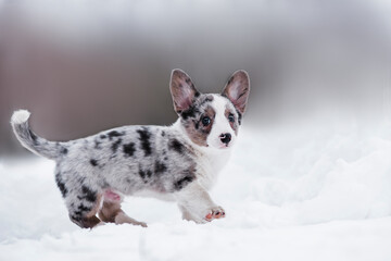Cardigan Welsh Corgi puppies