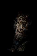 leopard portrait, isolated on black