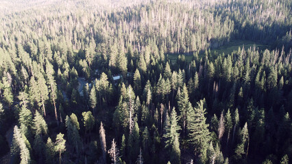 Aerial view of a pine forest in California