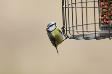 A Blue Tit, Cyanistes caeruleus, perching on the outside of a squirrel proof peanut bird feeder.  © Sandra Standbridge