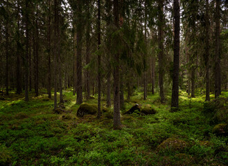 Magical fairytale forest. Conferois covered of green moss.