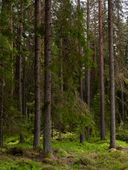 Fototapeta na wymiar Magical fairytale forest. Conferois covered of green moss.