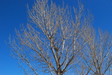 Trees high in the sky outdoors.