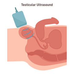 Testicular ultrasound. Male reproductive system diagnostic. Testicular anatomy.