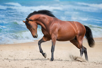 Horse run on sea shore - 569087560