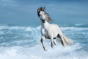 Fototapeta premium white horse running