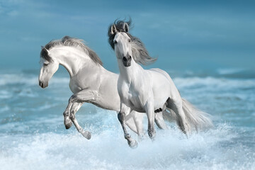 Horses galloping on the water with splashes - 569087573