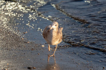 bird on the beach