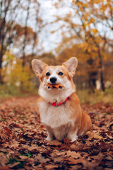 Corgi