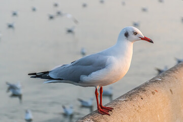 The seagull is standing on the edge of the bridge.