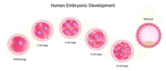 Human embryonic development. Human embryogenesis. Zygote, 2-cell stage, 4-cell stage, 6-cell stage, 8-cell stage, 16-cell stage, Blastocyst. - obrazy, fototapety, plakaty