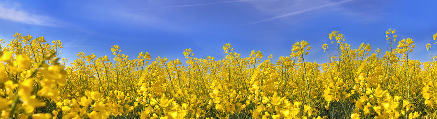 Obraz premium panoramic view on a field of beautiful yellow flowers of rape under blue sky