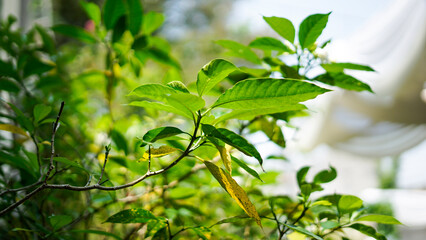 Fototapeta na wymiar green leaf with white line around blur background