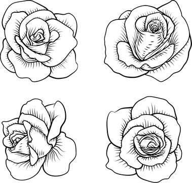 A set of roses. Each rose flower in a vintage woodcut engraving illustration style.
