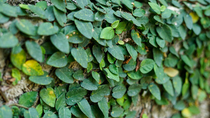 beautiful background green small leaves creeping on the wall