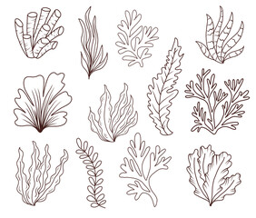Hand drawn doodle seaweed underwater set. vector outline illustration