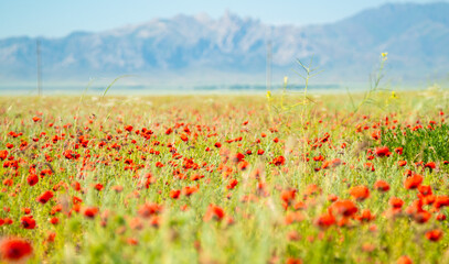 Blooming poppy field in the background mountains with snow, blue sky