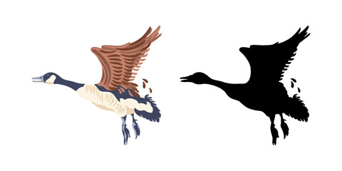 Canada geese. Two  flying birds. The black silhouette and the color vintage style bird. Vector illustration on a white background.