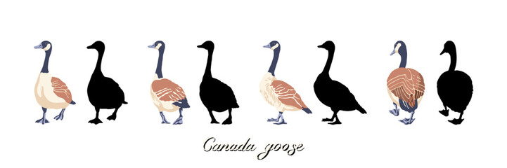 Canadian geese. Four black silhouettes and color illustrations. Vintage set of birds. Vector illustration on a white background.