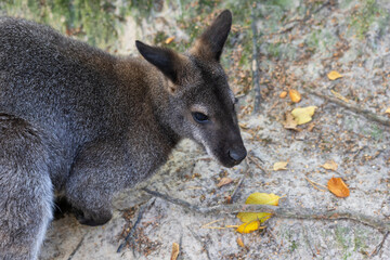 Fototapeta premium Red-necked Wallaby