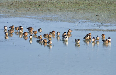 Flock of Northern Pintails settling down at sunset