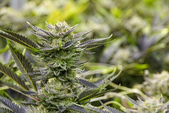 close up of cola of CBD strain Corazon