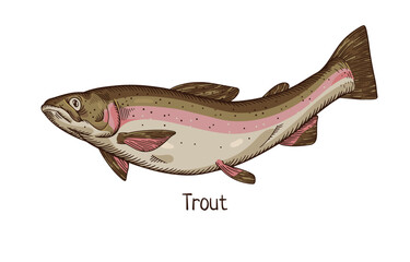 Rainbow trout, vintage drawing. Realistic river freshwater fish, north cold water animal species drawn in retro style, side view. Detailed vector illustration isolated on white background