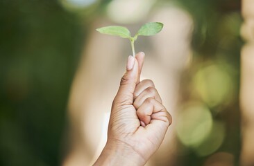 Black woman, hands or holding leaf sapling in agriculture, sustainability care or future growth...